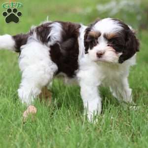 Penny, Cavapoo Puppy